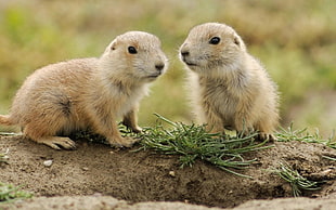 two brown rodents HD wallpaper